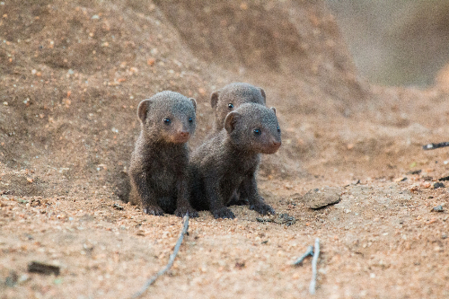 Three dwarf mongoose pups huddled together
